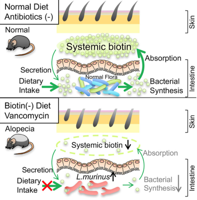 biotindeficiency.jpg